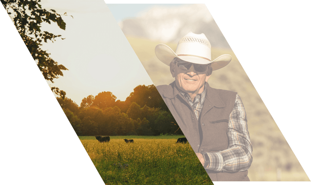 Farmer on his mineral farm next to a cattle farm at sunset with cattle.